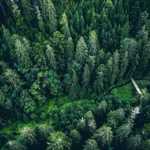 aerial-view-green-tops-pine-wood-1.jpg